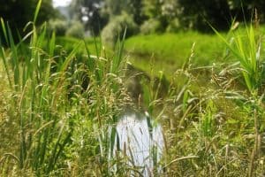 Sloot gemeente veroorzaakt stankoverlast bij gasten, campingeigenaar wil grond opkopen