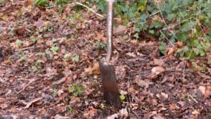 Video: Een beter milieu begint bij meer bomen