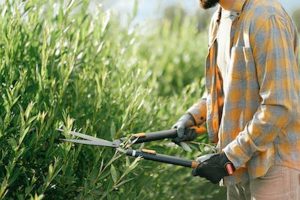 Wonen Plus Welzijn zoekt vrijwilligers met groene vingers