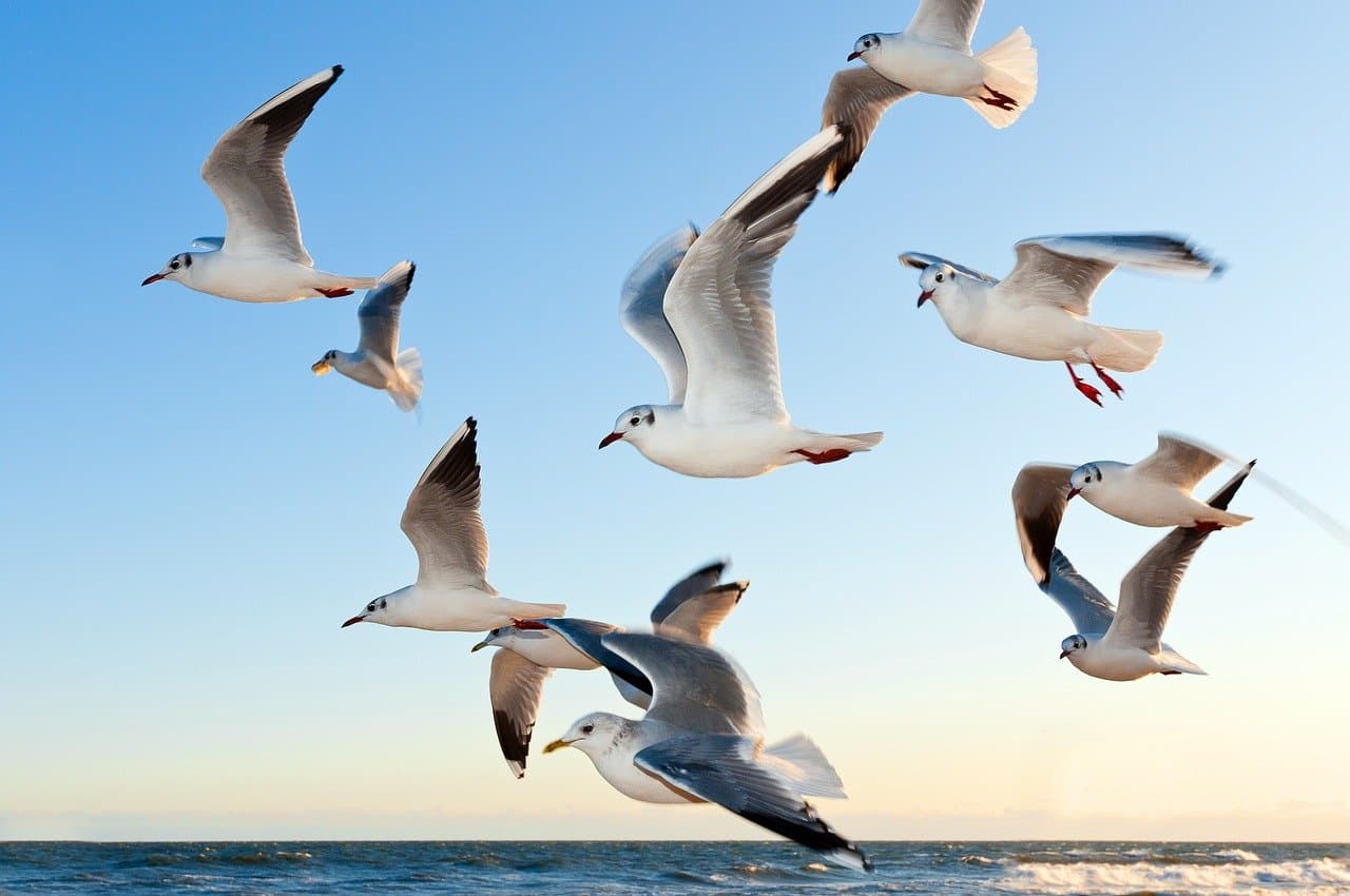 Lezing over Georgië, land van een indrukwekkende vogeltrek