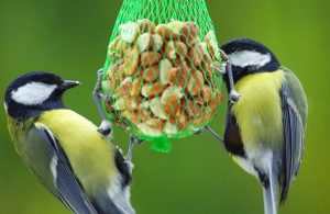 Help de vogels de winter door bij De Helderse Vallei