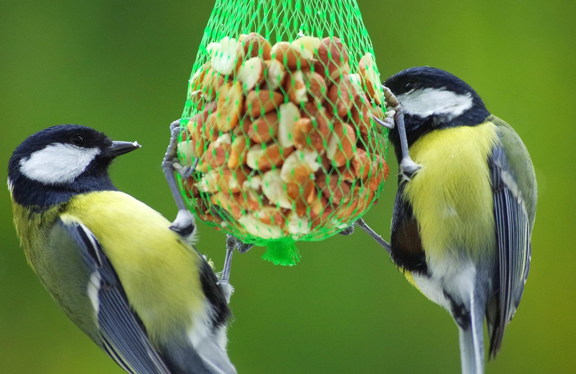 Help de vogels de winter door bij De Helderse Vallei