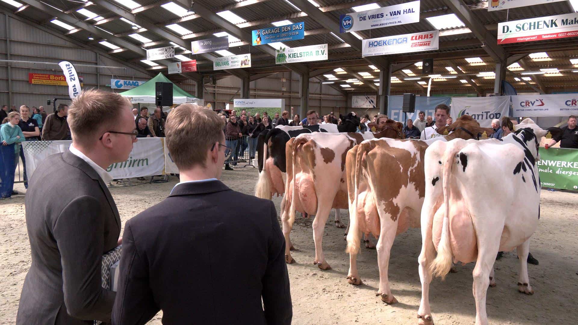 Wie wordt de ‘Koe van het Jaar’ in Noord-Holland (video)