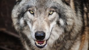 Eerste wolf in Noord-Holland