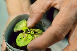 Wereld Plantendag bij De Helderse Vallei