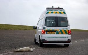 Verzwakte zeehonden op Helderse dijk