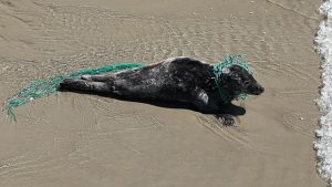 Verstrikte zeehond bevrijd door Ecomare en KNRM