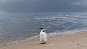 Veel meldingen bij Ecomare door massastranding zeevogels