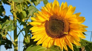 Zonnebloem Schagen viert 45-jarig jubileum