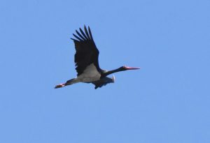 Zeldzame zwarte ooievaar gespot