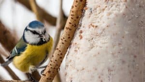 Vogelcadeautjes maken in de Helderse Vallei