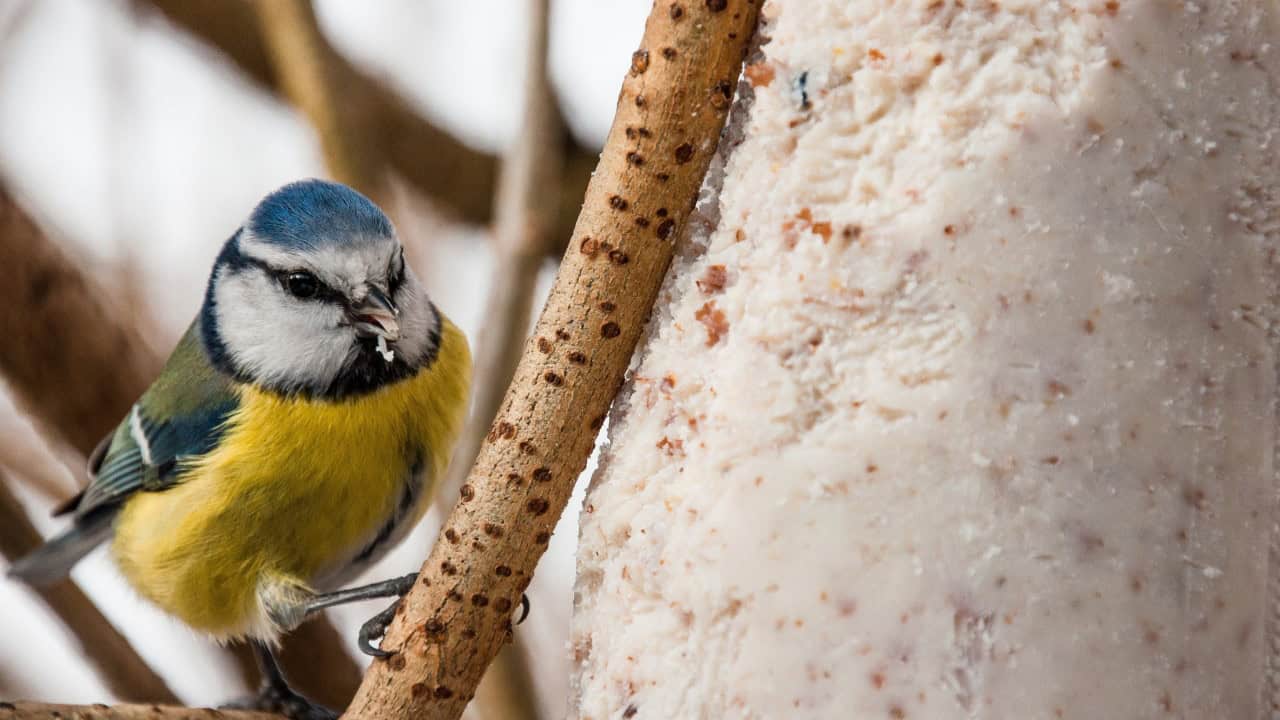Vogelcadeautjes maken in de Helderse Vallei
