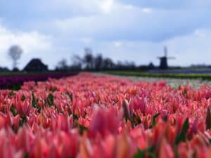 Seizoenswandeling Noord-Hollandpad door de bollen
