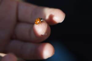 Peuters op zoek naar beestjes