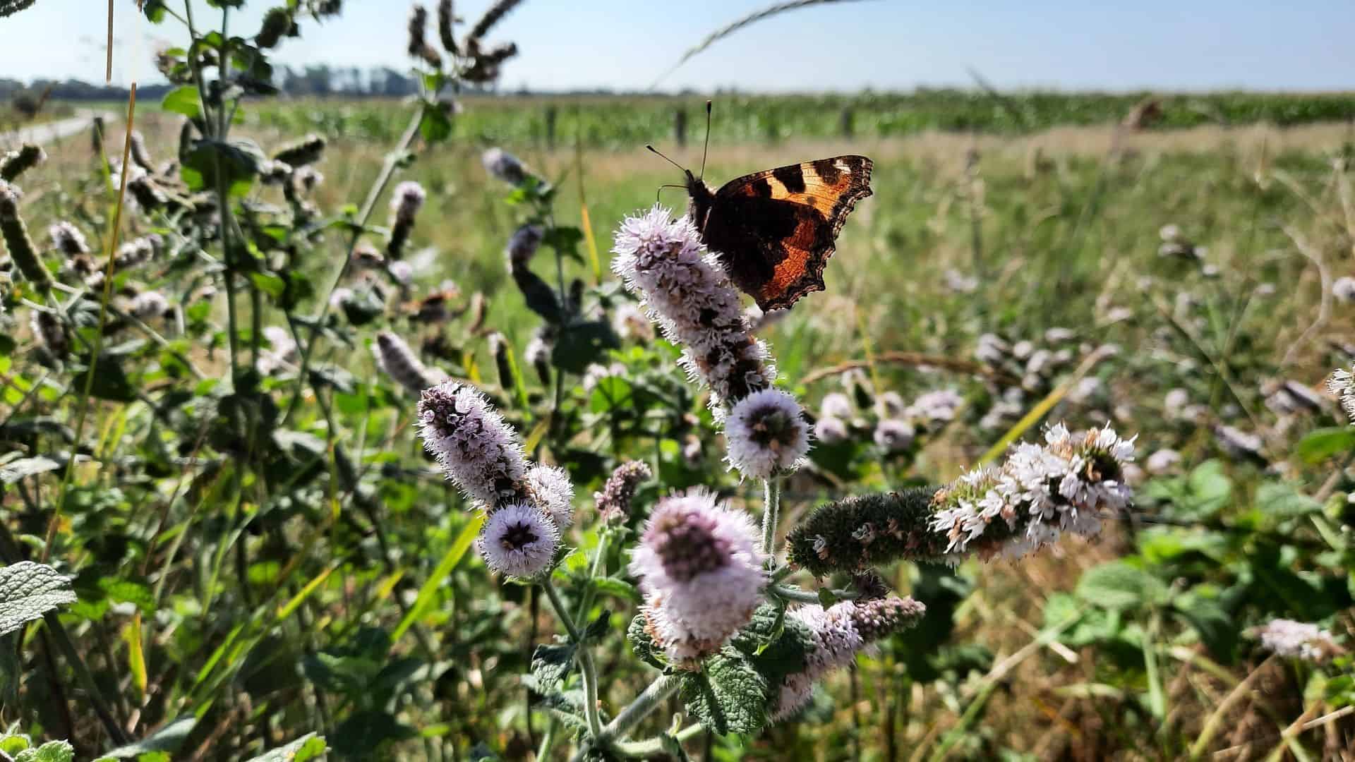 Nature Hunt en meer in de Helderse Vallei
