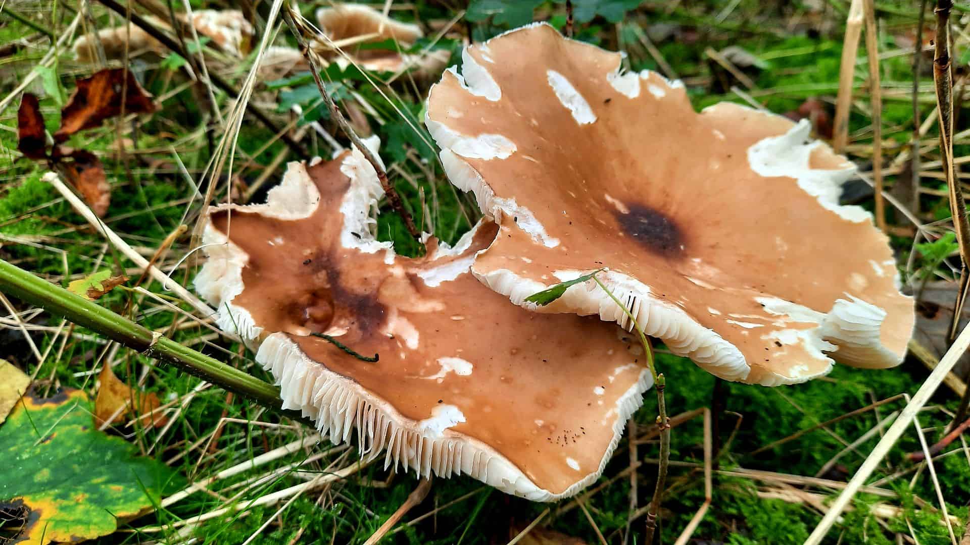 Aan de wandel in de Noordkop: Op zoek naar Paddenstoelen!
