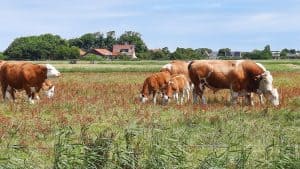Aan de wandel in de Noordkop: Texel, van Den Burg naar Oudeschild