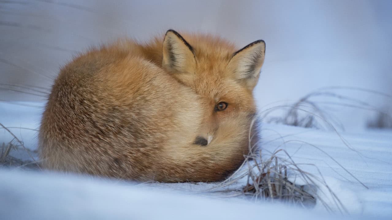 Dierenquiz bij de Helderse Vallei