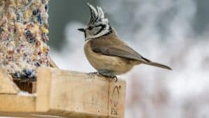Vogelcadeautjes maken in de Helderse Vallei