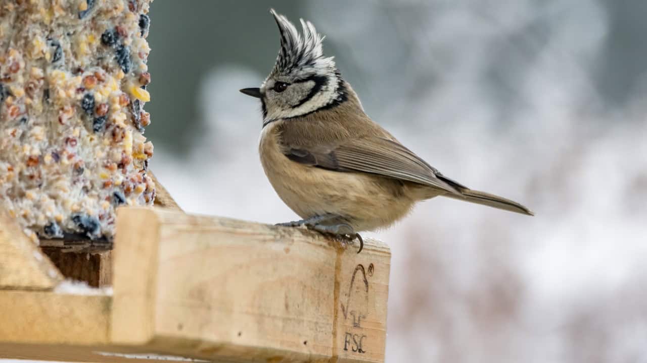 Vogelcadeautjes maken in de Helderse Vallei
