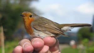 Vogelonderzoek bij Helderse Vallei