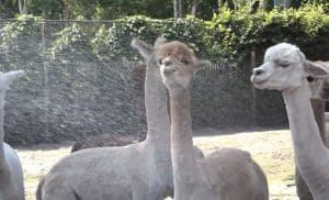 Alpaca-douche en apen-ijsjes in dierenpark Hoenderdaell (video)