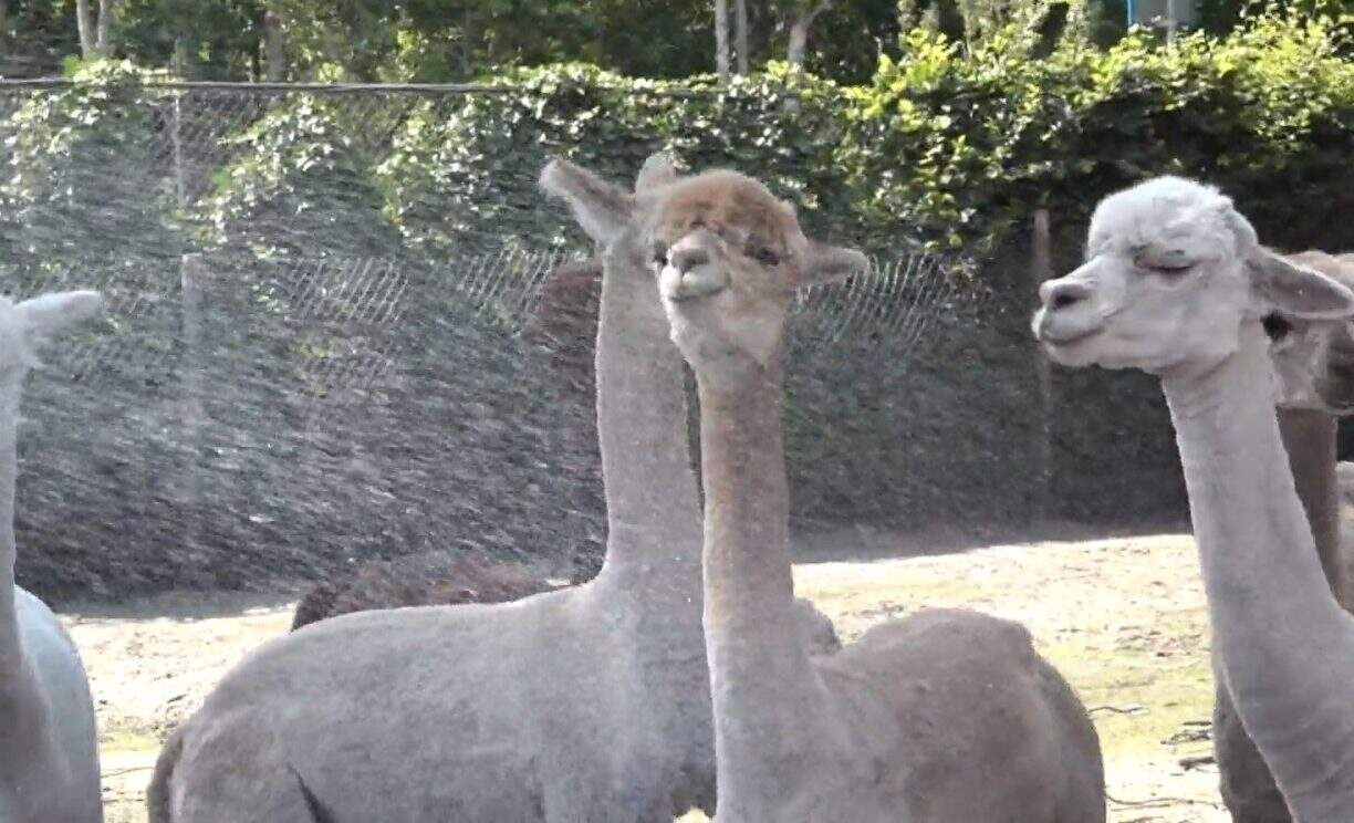 Alpaca-douche en apen-ijsjes in dierenpark Hoenderdaell (video)