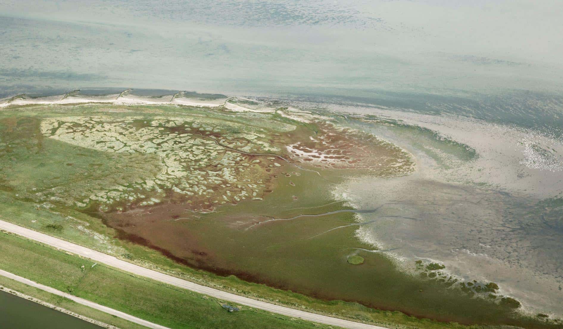 Bekijk de eerste trekvogels op de schor bij Balgzand