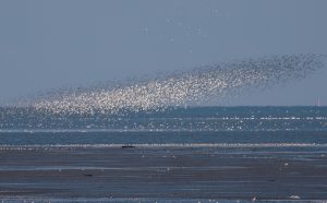 Zonsopkomst op vogelrijk Balgzand
