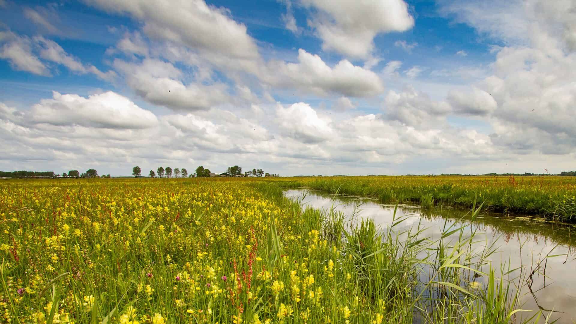 Noord-Holland start taxatie faunaschade aan grasland
