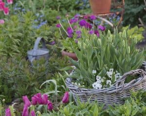 Open tuin & Bloembollen