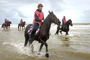 Invasie van Friese paarden op Helderse strand