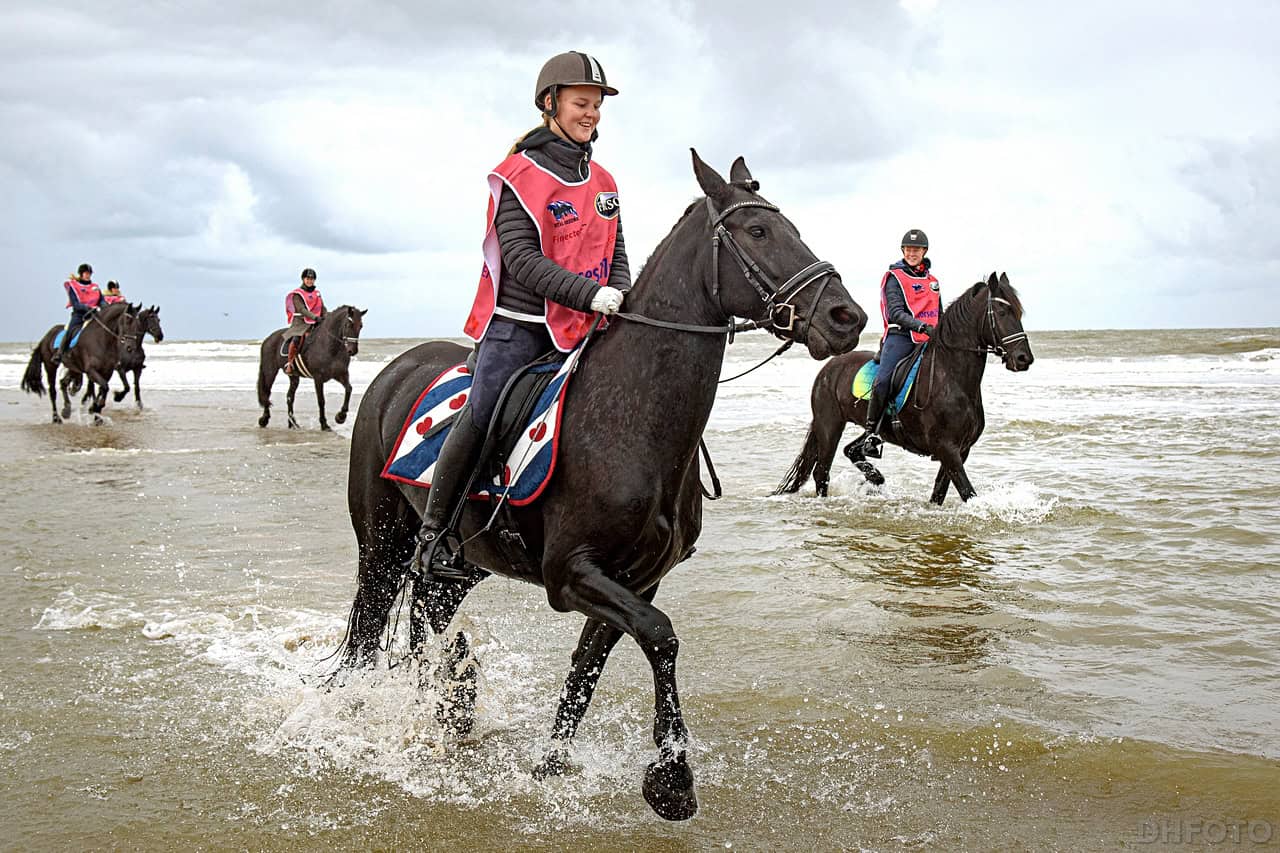 Invasie van Friese paarden op Helderse strand