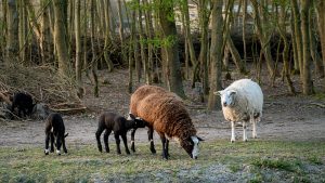 Lammetjes bij de Helderse Vallei