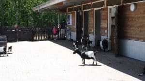 Prullenbakken Helderse Vallei vervangen en vaker geleegd
