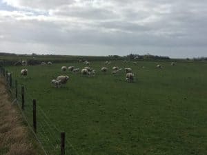 Texel moest het doen zonder lammetjestocht