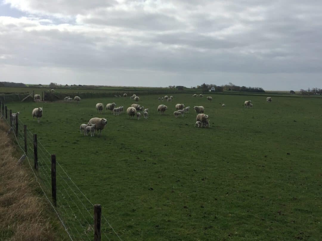 Texel moest het doen zonder lammetjestocht