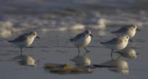 De drieteenstrandloper speelt met de golven