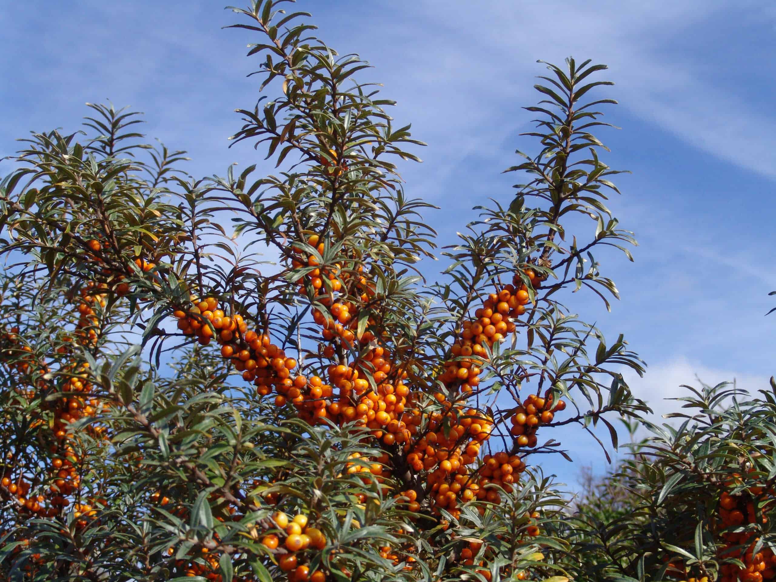 Duindoornbessen rijk aan vitamine C