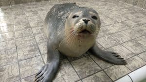Hond valt zeehond aan