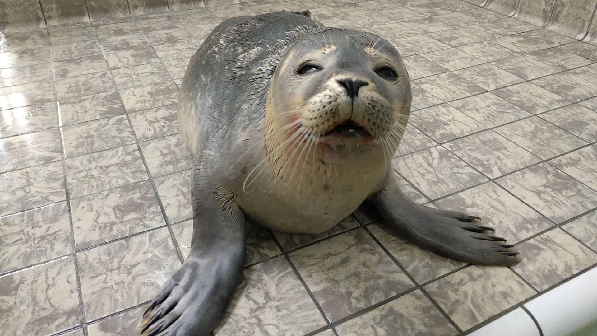 Hond valt zeehond aan
