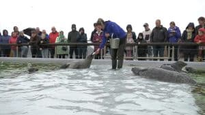 Feestje voor de zeehonden bij Ecomare (video)