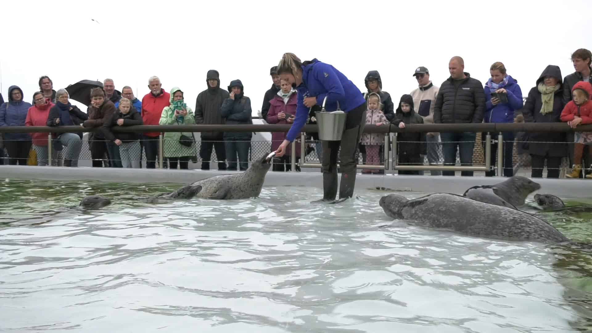 Feestje voor de zeehonden bij Ecomare (video)