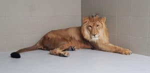 Na een lange reis is Simba gearriveerd in Anna Paulowna