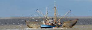 Grote belangstelling garnalenvissers voor opkoopregeling Waddenfonds