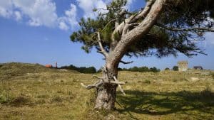 Tocht door de Grafelijkheidsduinen bij Den Helder