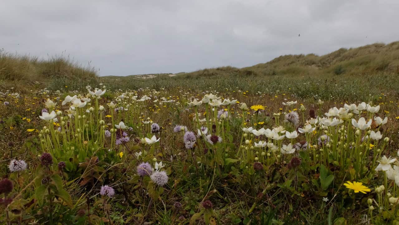 Lezing over duinvalleien bij De Helderse Vallei
