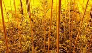 Hennepkwekerij opgerold in Wieringerwerf