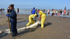Texelfonds sponsort kaken vinvis Ecomare