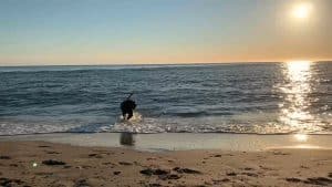 Met de hond naar de kust? Houd rekening met de natuur